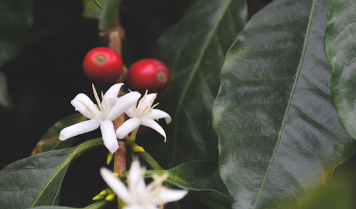 Coffee flower and berries